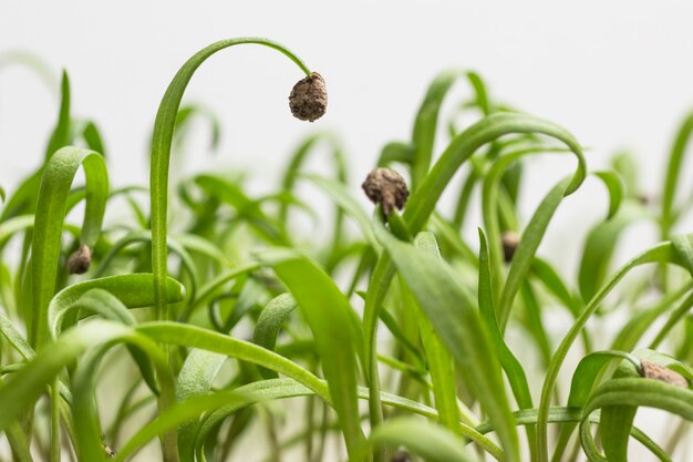 Jeunes pousses de légumes verts. Cosses de graines sur pousses germées.