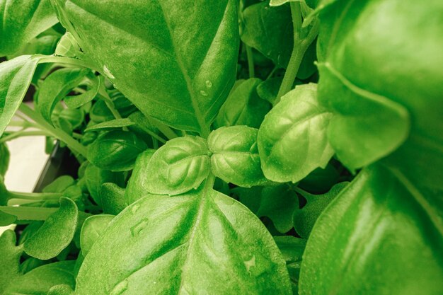 Jeunes pousses de plante microgreen close up, macro