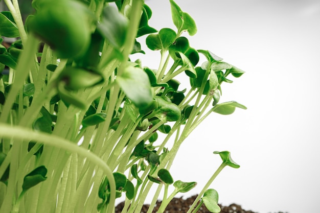 Les jeunes pousses de plante microgreen close up