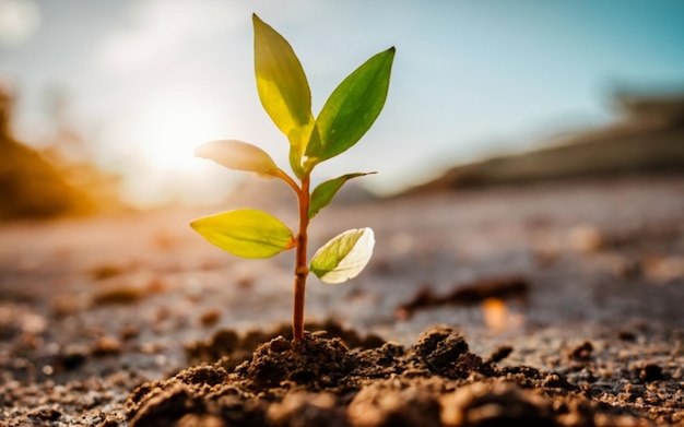 jeunes pousses de plantes qui poussent sous le soleil