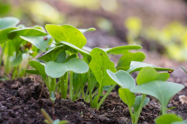 Concept Du Jour De La Terre Verte. Une Femme Sans Visage Tient Deux Petites  Pousses Pour Planter Photo stock - Image du soin, écologie: 246650382