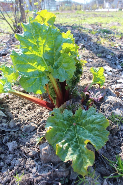 Les jeunes pousses d'une rhubarbe poussent du sol au printemps