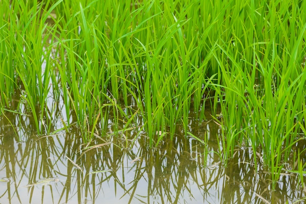 Jeunes pousses de riz prêtes à pousser