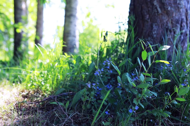 Jeunes pousses de semis dans le potager Verdure dans une serre Herbes fraîches au printemps sur les lits