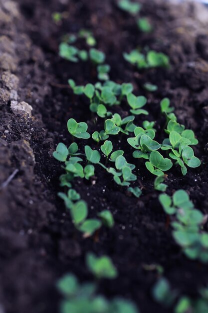 Jeunes pousses de semis dans le potager Verdure dans une serre Herbes fraîches au printemps sur les lits