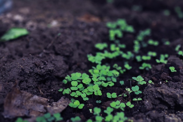 Jeunes pousses de semis dans le potager Verdure dans une serre Herbes fraîches au printemps sur les lits