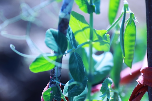 Photo jeunes pousses de semis dans le potager verdure dans une serre herbes fraîches au printemps sur les lits