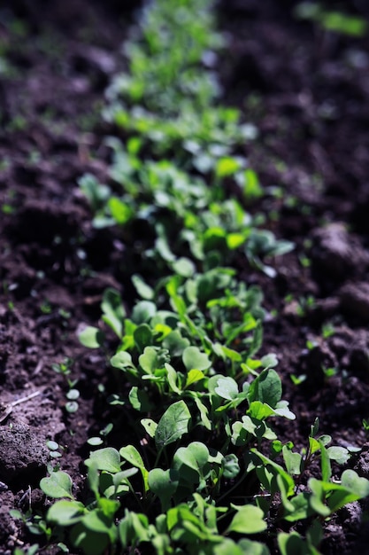 Jeunes pousses de semis dans le potager Verdure dans une serre Herbes fraîches au printemps sur les lits