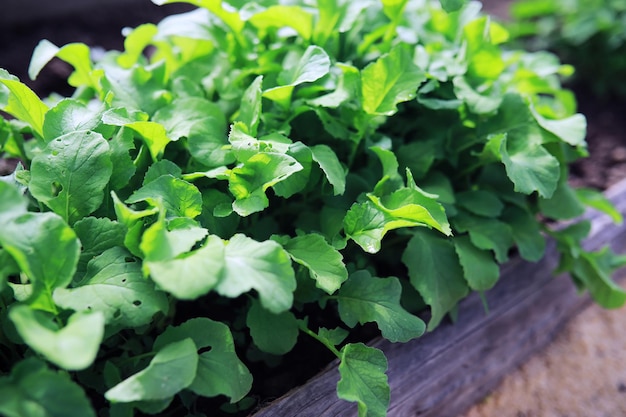 Jeunes pousses de semis dans le potager Verdure dans une serre Herbes fraîches au printemps sur les lits