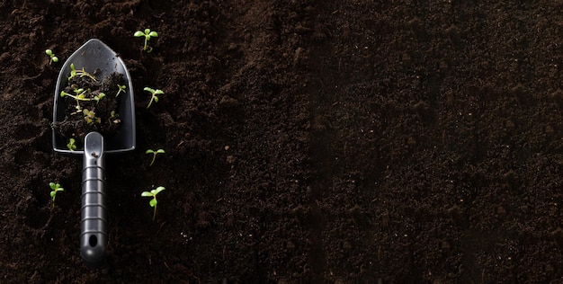 Jeunes pousses et spatule pour le jardinage Planter des semis dans le sol Jeunes pousses avec de la terre sur des semis Le concept de conservation de la nature et d'agriculture