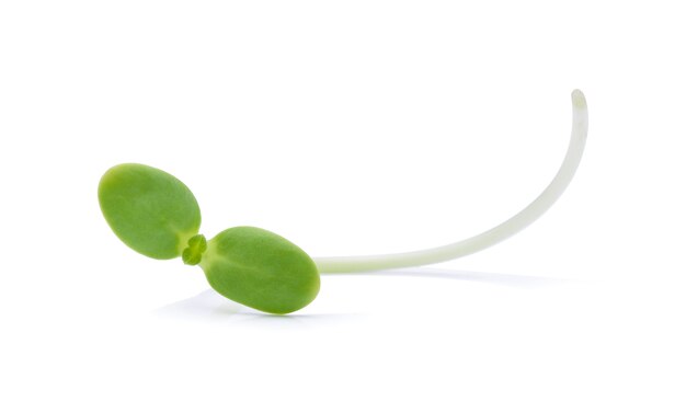 Jeunes pousses de tournesol vert isolés sur blanc