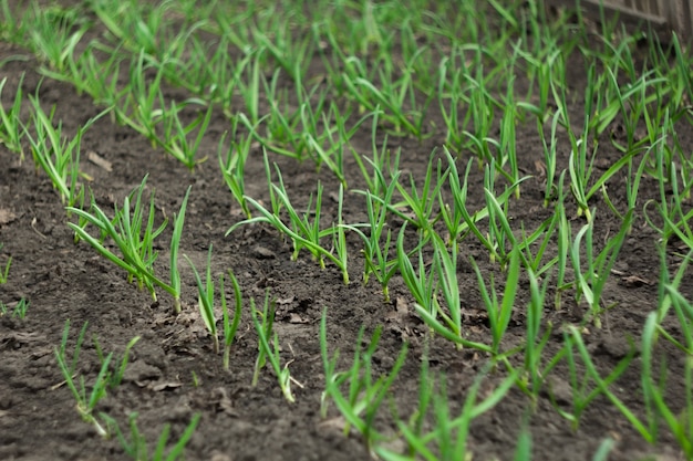 Les jeunes pousses vertes de l&#39;ail sont plantées dans le jardin.