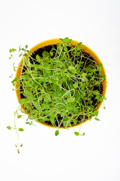 Jeunes pousses vertes de cresson en pot jaune. Photo studio