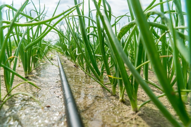 Jeunes pousses vertes d'oignon poussant sur un champ irrigué