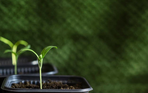 jeunes pousses vertes en pots sur fond vert