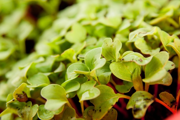 Jeunes pousses vertes de radis dans le jardin