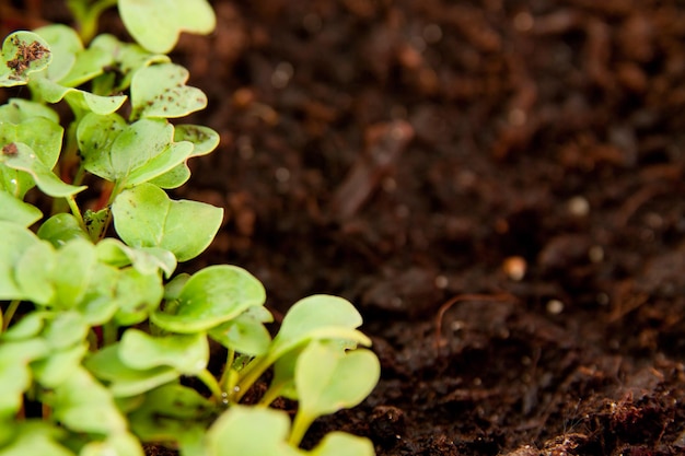 Jeunes pousses vertes de radis dans le jardin