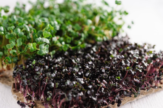 Jeunes pousses vertes de radis microgreen et chou rouge cultivés