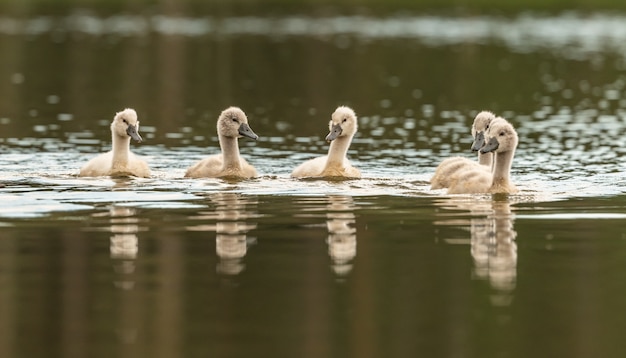 Les jeunes poussins de cygne nageant sur le lac