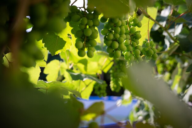 Jeunes raisins sur un buisson le concept de la culture du raisin la maturation des petits raisins