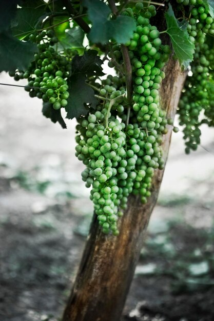 Jeunes raisins verts