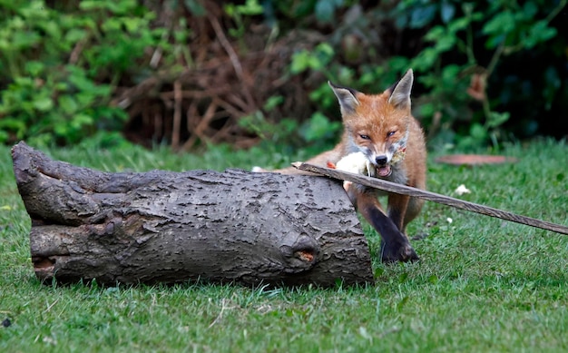 Jeunes renardeaux jouant dans le jardin