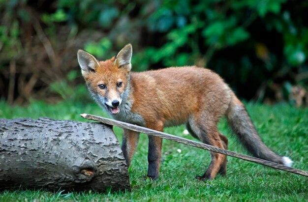 Jeunes renardeaux jouant dans le jardin