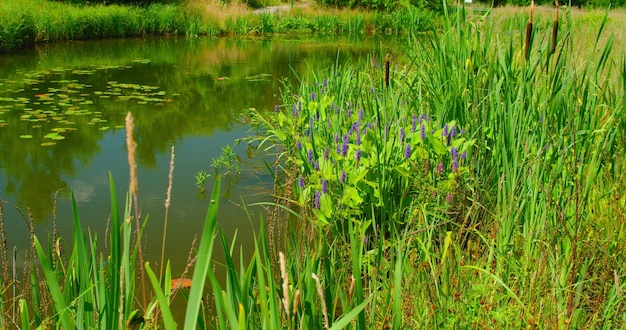 De jeunes roseaux verts poussent sur le fond d'un lac d'étang calme Paysage d'été avec des plantes aquatiques dans la rivière marécageuse en fleurs Concept d'écologie de la nature environnementale