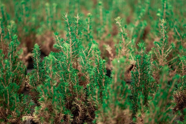 Jeunes sapins densément plantés dans des plantations Petits pins verts avec des pousses fraîches au printemps ou en été Fourrés denses de pins rabougris avec de jeunes branches