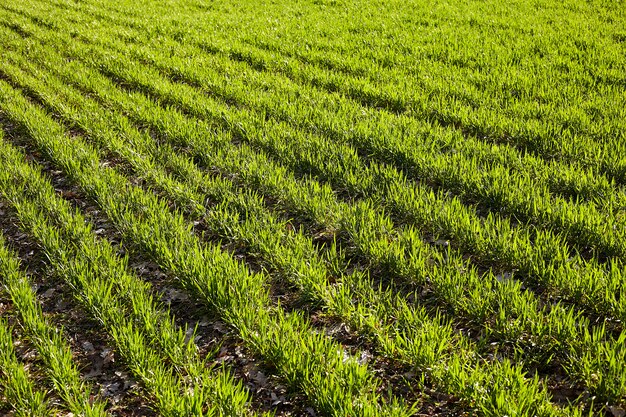 Jeunes semis de blé poussant sur un champ au printemps