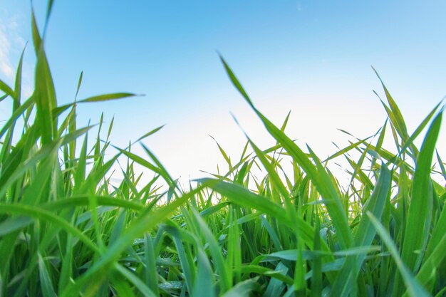 Jeunes semis de blé poussant dans un champ. Semis de blé vert poussant dans le sol.