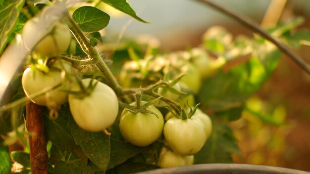 Jeunes tomates accrochées aux branches avec fond de feuilles vertes