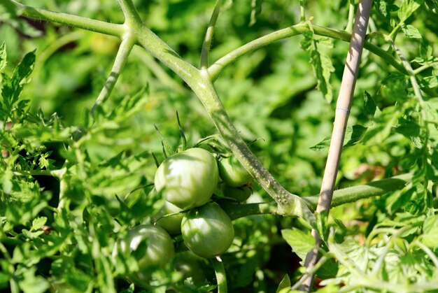 Jeunes tomates vertes sur banc