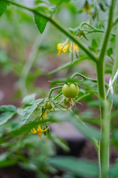 Jeunes tomates vertes dans le jardin