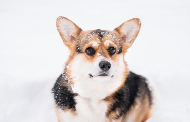 Les jeunes trois couleurs gallois Corgi Pembroke en hiver.