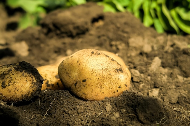 jeunes tubercules de pomme de terre creusés dans le jardin d'une ferme de pommes de terre. concept de culture de pommes de terre