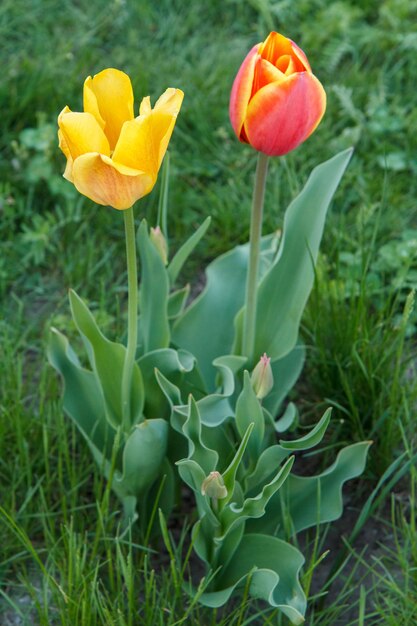 Jeunes tulipes poussant dans le jardin avec un arrière-plan naturel flou