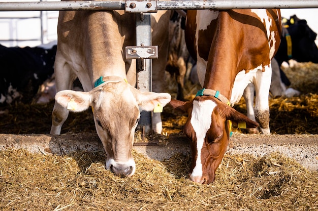 Jeunes vaches mangeant de la nourriture à la ferme