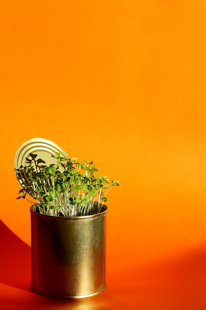 Jeunes verts frais et sains dans une boîte métallique sur un gros plan de fond orange. . Autosuffisance de la maison