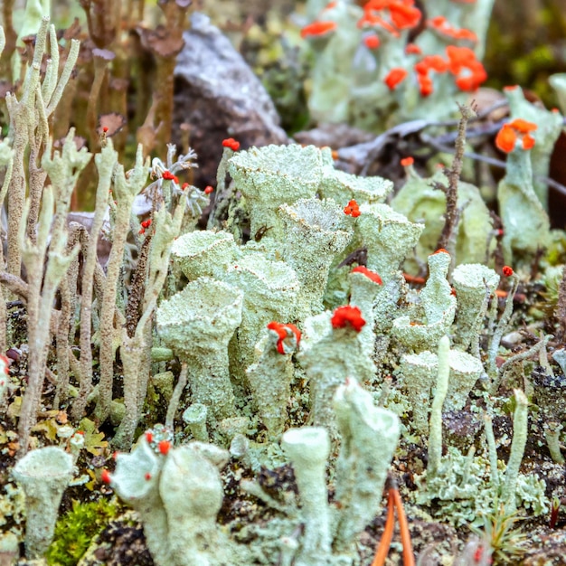 Jeunes et vieux individus de Cladonia cristatella ou lichen soldat britannique se bouchent. Nature de Carélie, Russie