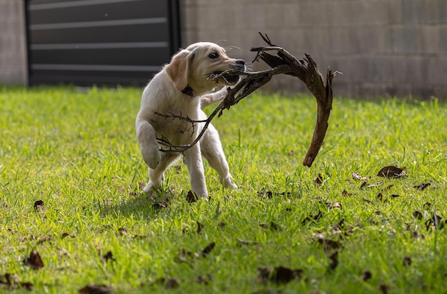 Photo les jeux fous et heureux de mon chiot dexter un golden retriever