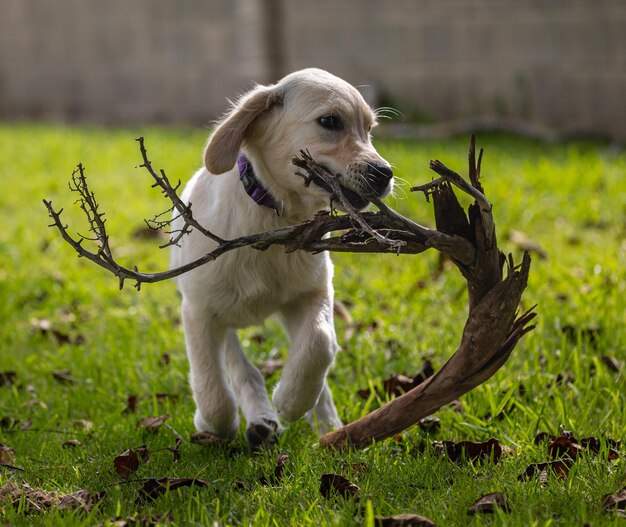 Photo les jeux fous et heureux de mon chiot dexter un golden retriever