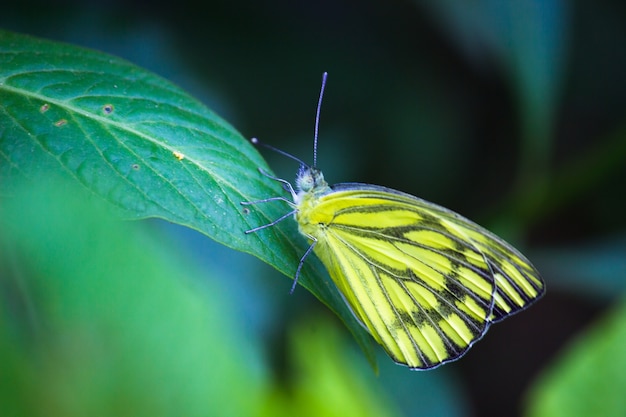 Jezebel commun papillon