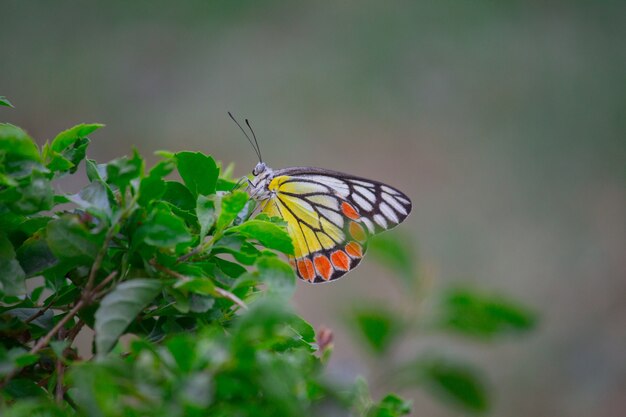 Jezebel commun papillon