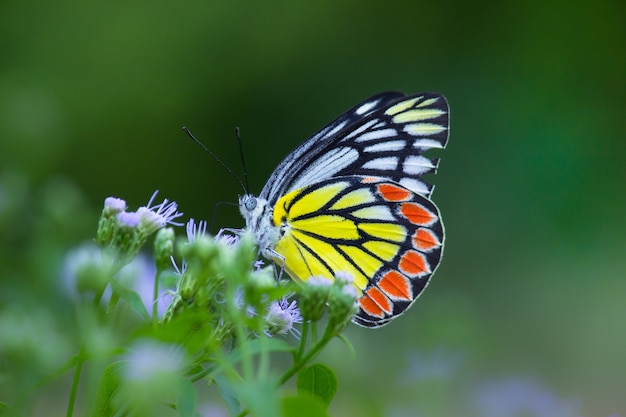 Jezebel commun papillon