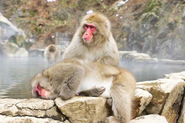 Photo jigokudani monkey park. expérience unique avec la source chaude naturelle