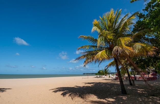 Joao Pessoa Paraiba Brésil Coconut grove sur la plage de Cabo Branco