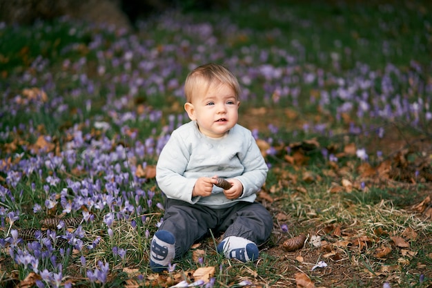 Joli bébé assis dans un pré parmi les crocus en fleurs et l'herbe verte tenant une pomme de sapin dans la sienne
