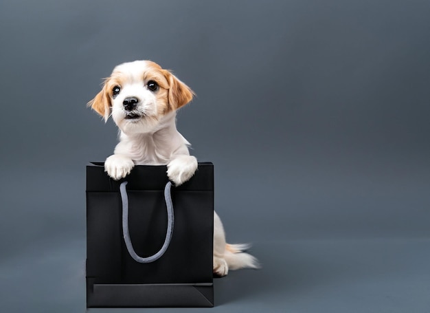 Joli bébé chien tenant un sac à provisions noir sur fond sombre Black Friday Concept