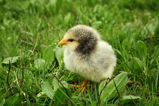 Joli bébé poussin sur gros plan d'herbe verte